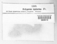 Polyporus igniarius image